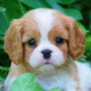 Meet your Posher, (student) adelynn